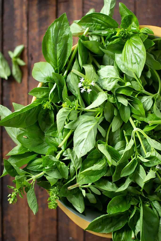 Slow Roasted Tomato Capsicum Basil Salad