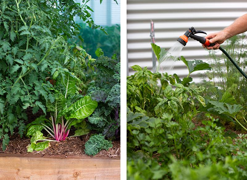 hubbard's kick ass vegetable garden guide | jessica cox