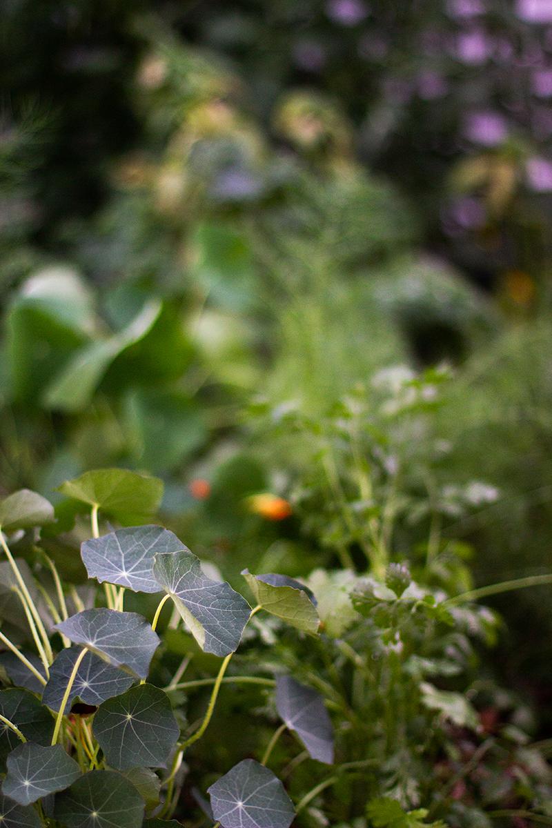 hubbard's kick ass vegetable garden guide | jessica cox