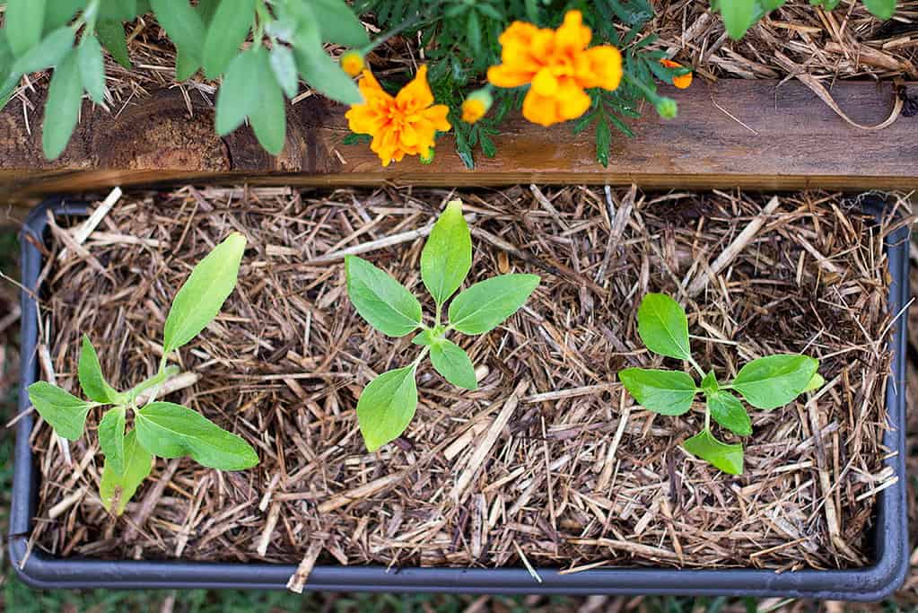 growing seedlings